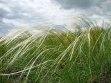 Stipa pulcherrima. Плодоносящие растения. Нижегородская обл., Починковский р-н, окр. с. Новоспасское, правый берег р. Рудня, ур. Кожекладка, ковыльный склон. 6 июня 2015 г.