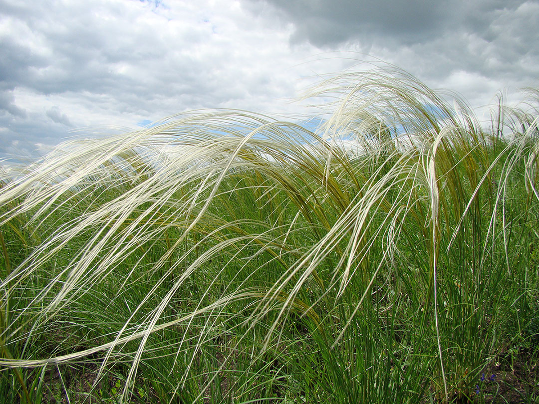 Image of Stipa pulcherrima specimen.