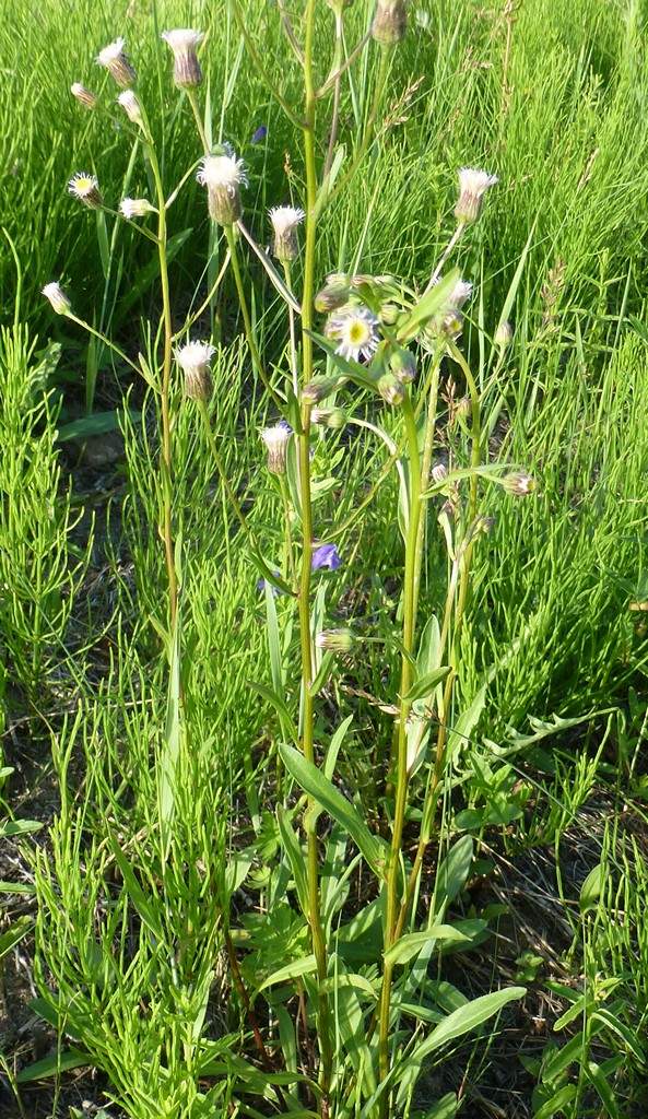 Image of Erigeron politus specimen.