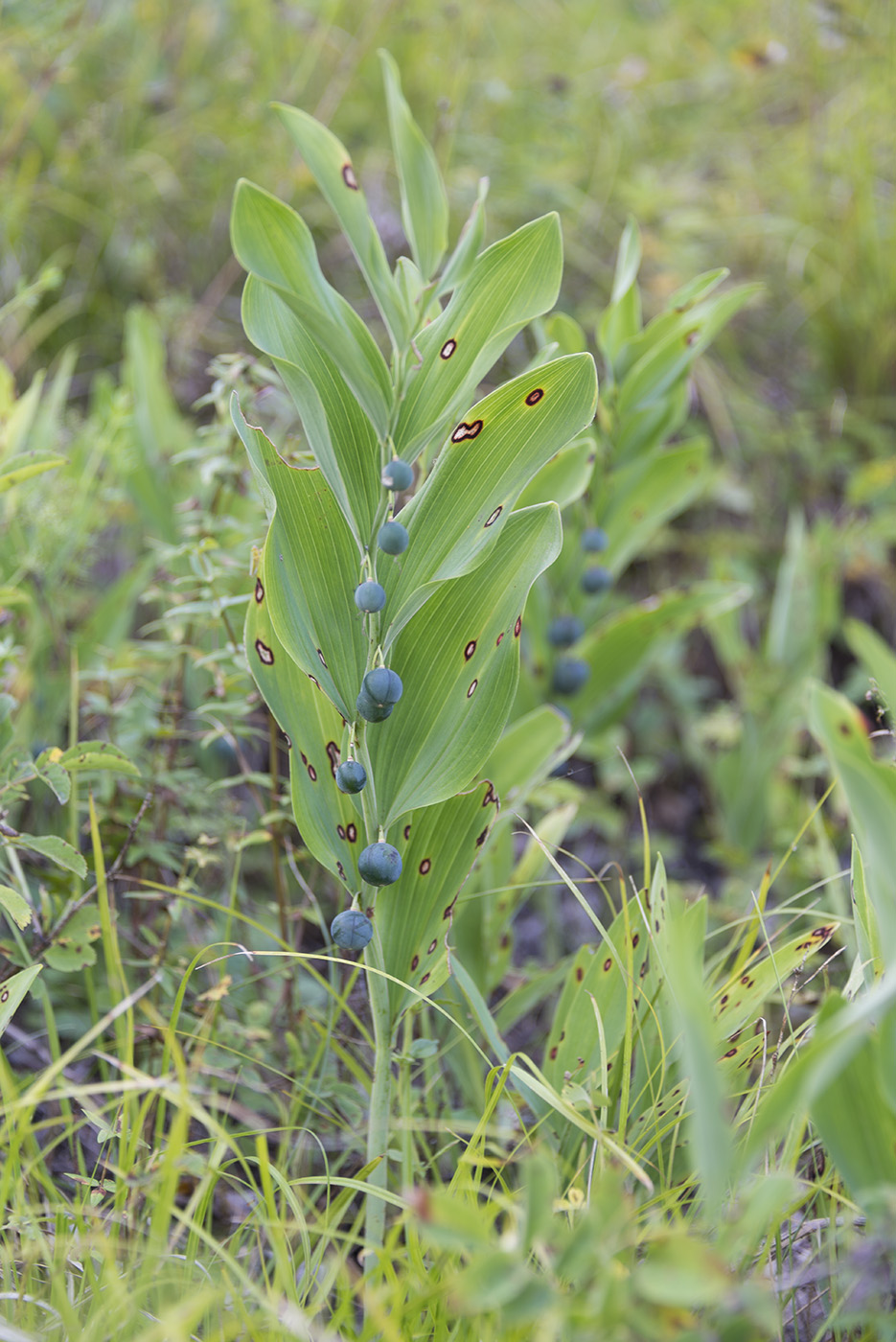 Image of Polygonatum odoratum specimen.