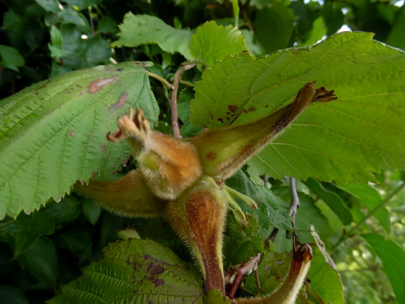 Image of Corylus mandshurica specimen.