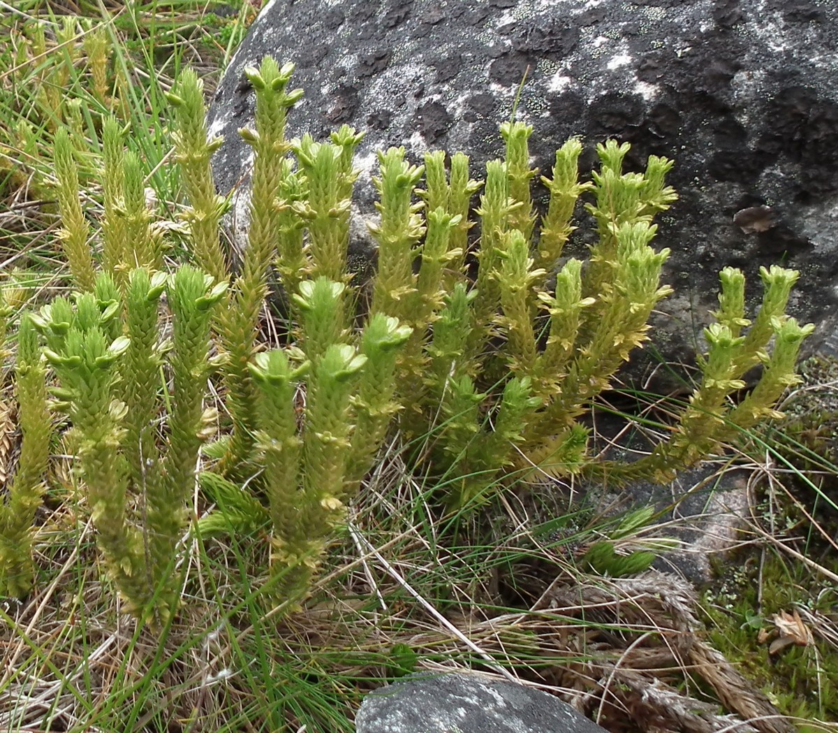 Image of Huperzia appressa specimen.