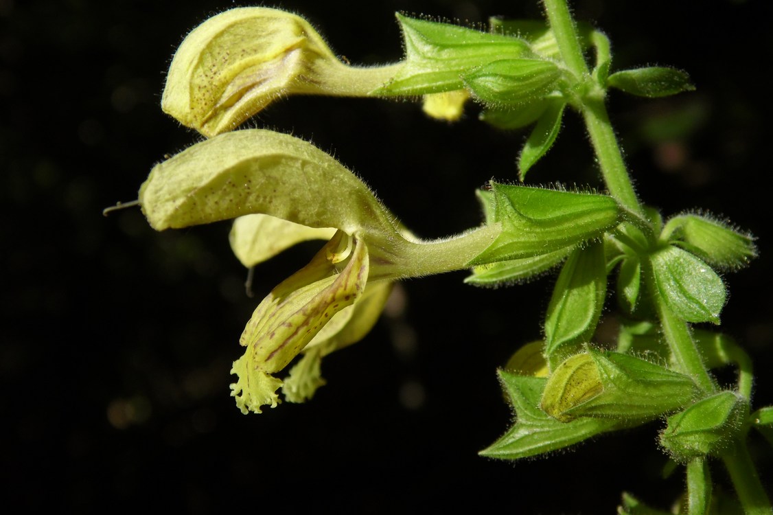 Изображение особи Salvia glutinosa.