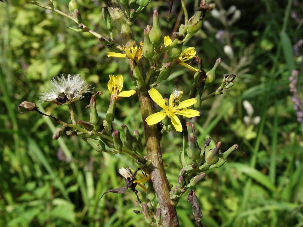 Изображение особи Lactuca raddeana.