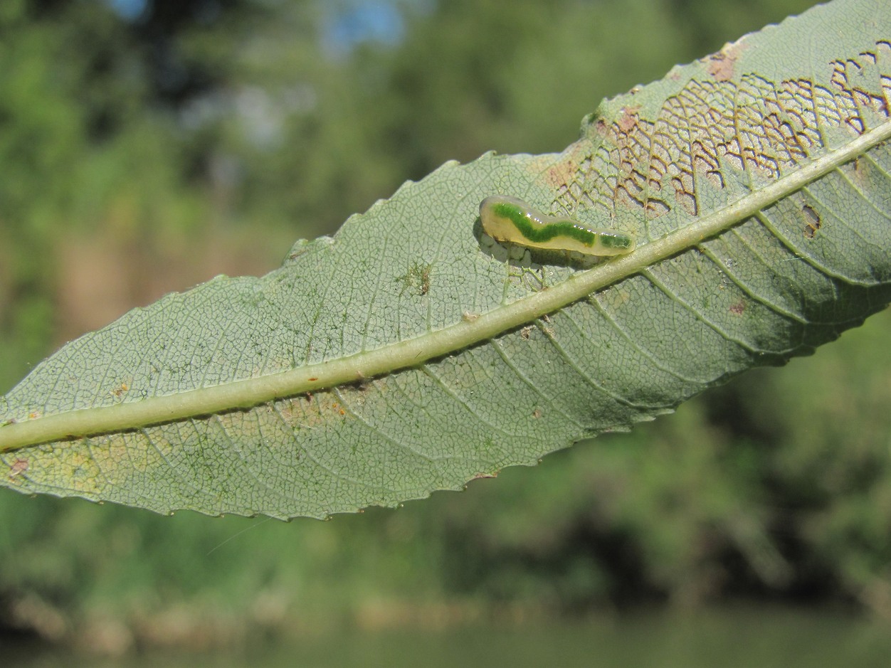 Image of Salix triandra specimen.