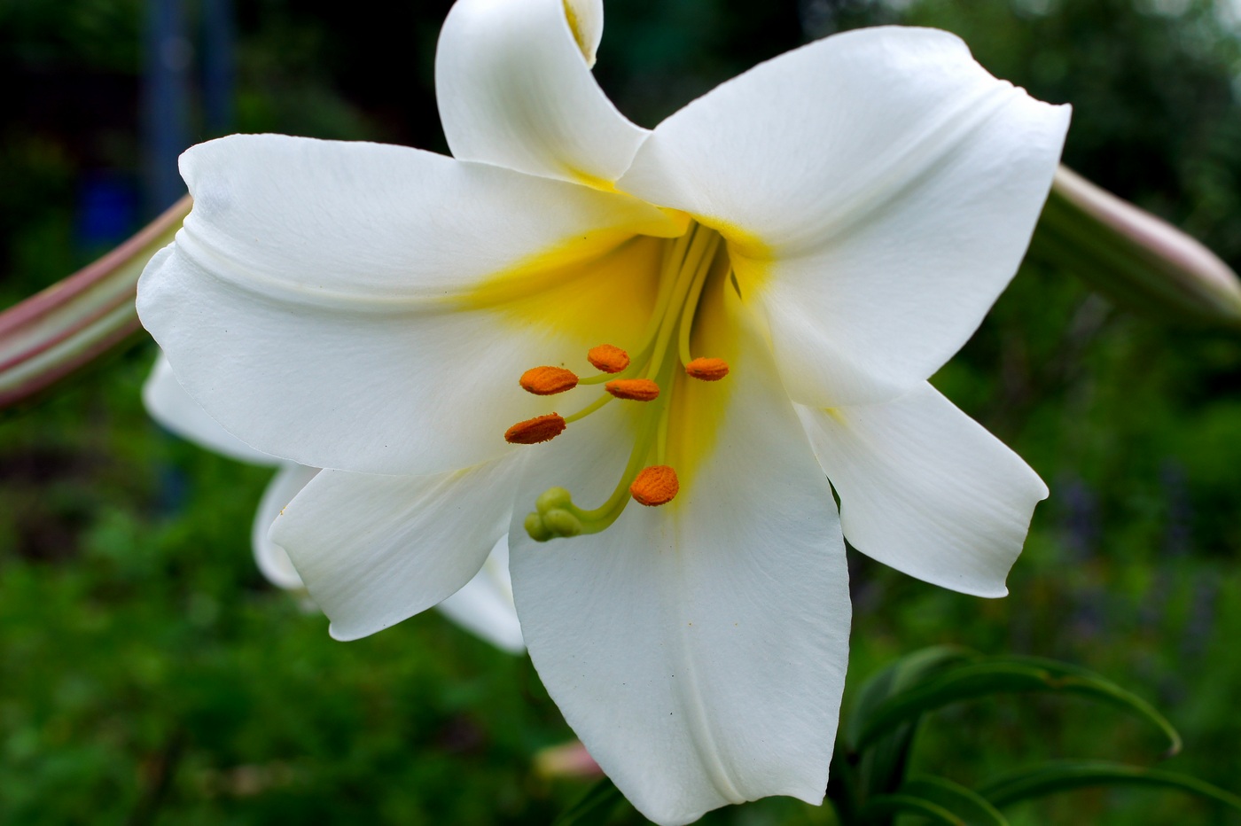 Image of Lilium regale specimen.