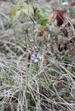 Nigella arvensis