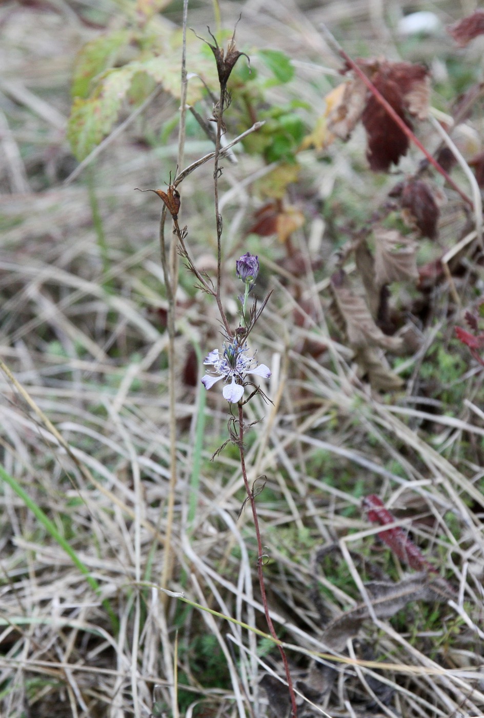 Image of Nigella arvensis specimen.