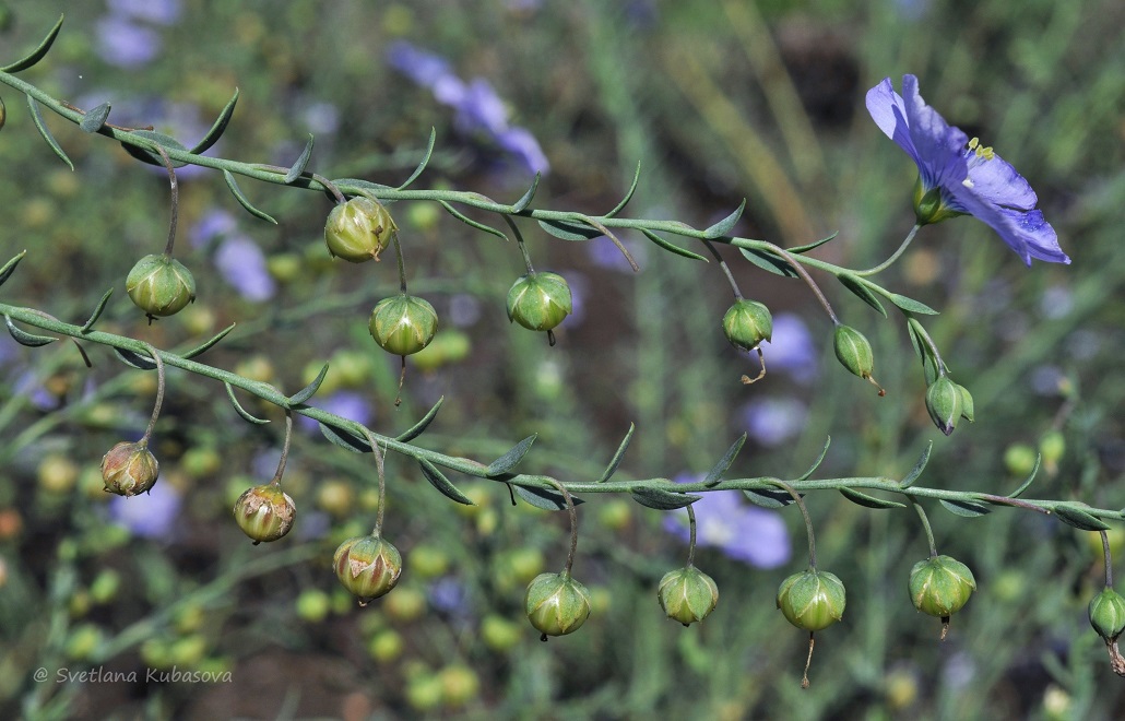 Изображение особи Linum austriacum.