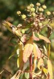 Euphorbia palustris. Верхушка плодоносящего растения с пожелтевшими листьями. Санкт-Петербург, Лисий Нос, приморское болото с восковником. 12.08.2006.