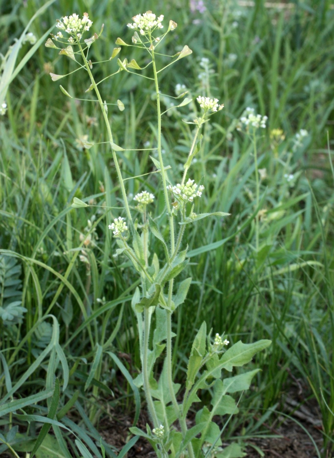 Изображение особи Capsella orientalis.