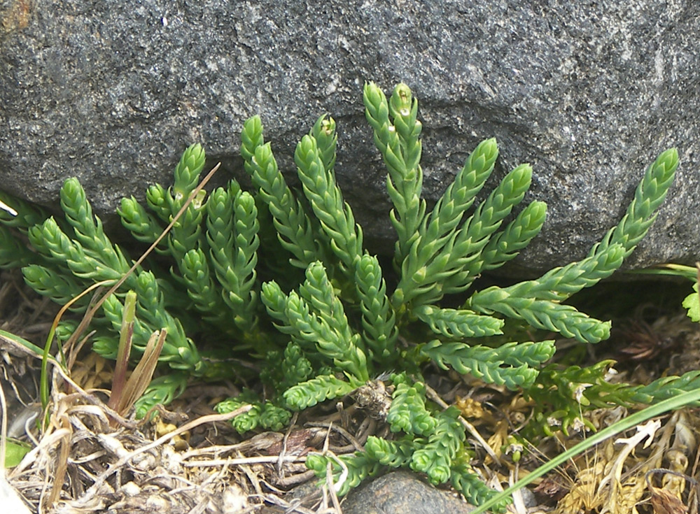 Изображение особи Diphasiastrum alpinum.