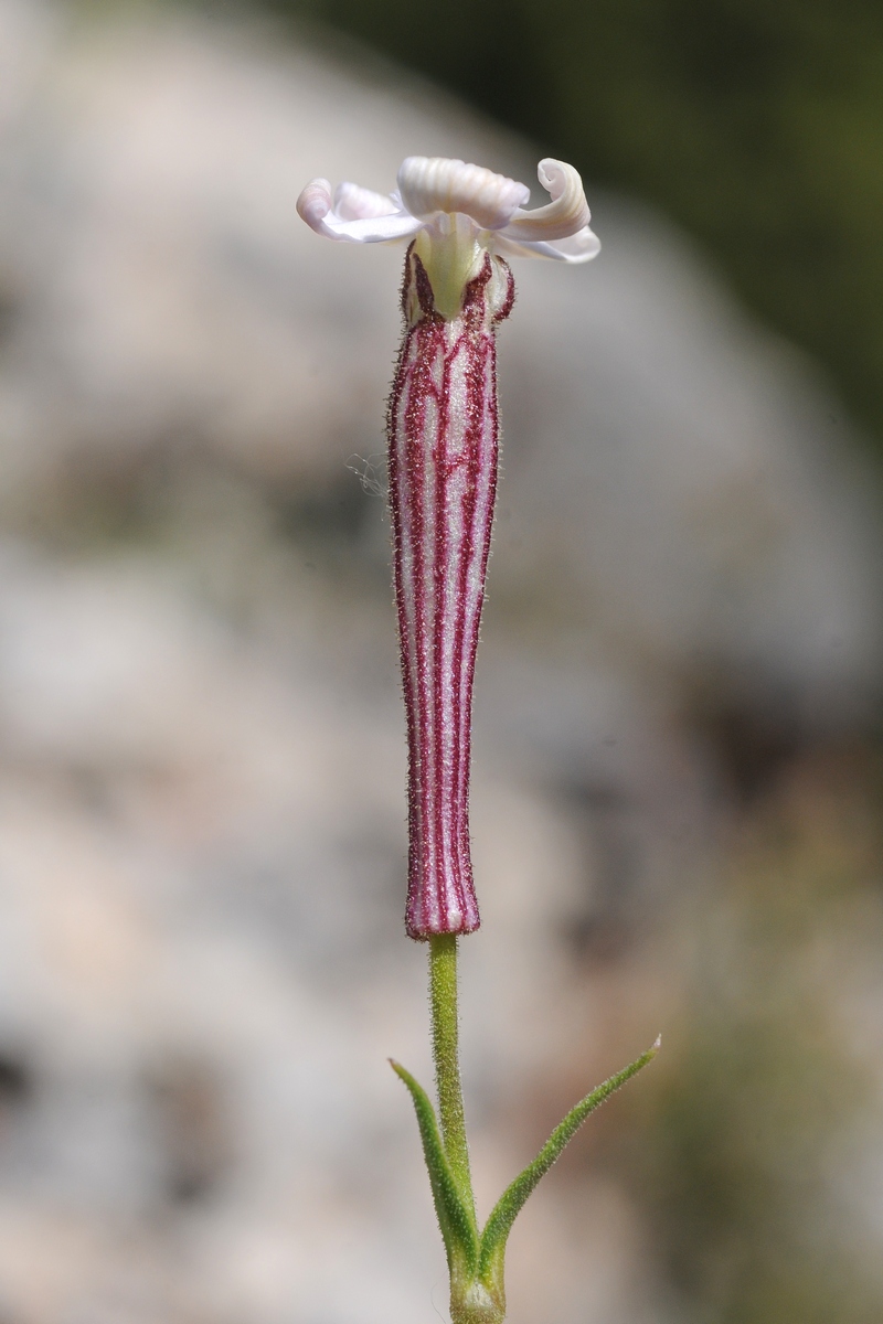 Изображение особи Silene guntensis.