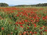 Papaver rhoeas. Аспект цветущих растений на залежи. Испания, автономное сообщество Каталония, провинция Жирона, комарка Баш Эмпорда, муниципалитет Вилоприу. 23.04.2016.