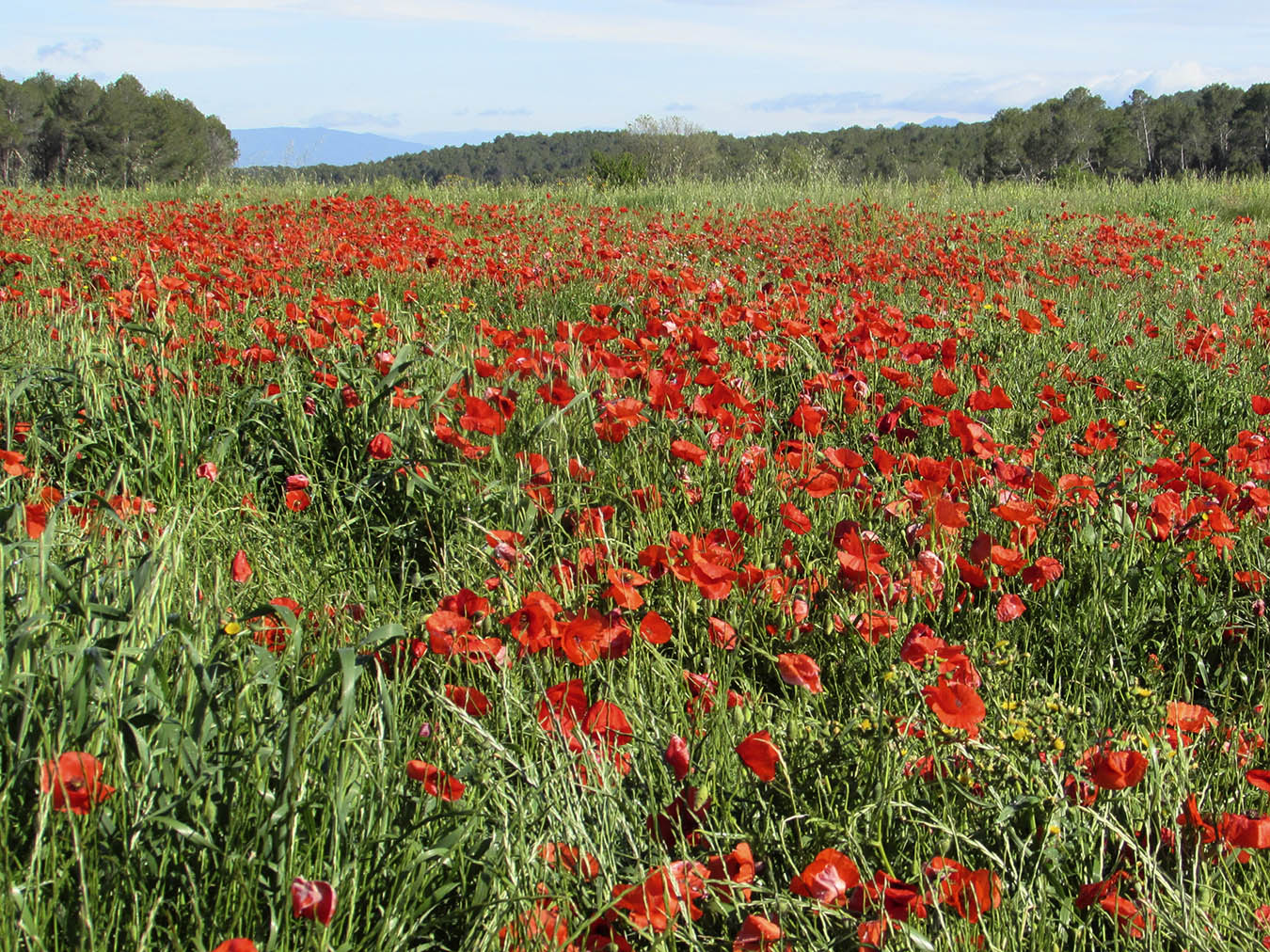 Изображение особи Papaver rhoeas.