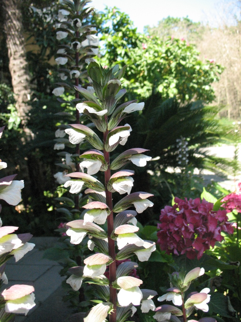 Image of Acanthus mollis specimen.