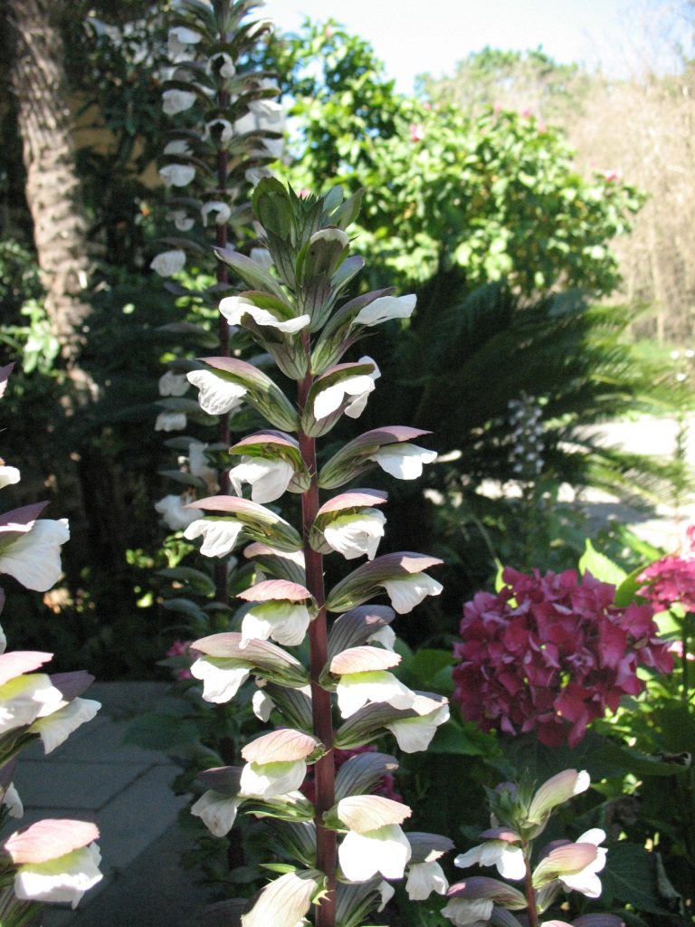 Изображение особи Acanthus mollis.