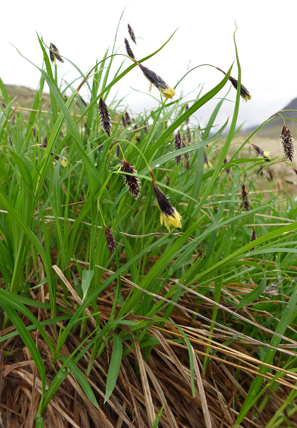 Image of genus Carex specimen.