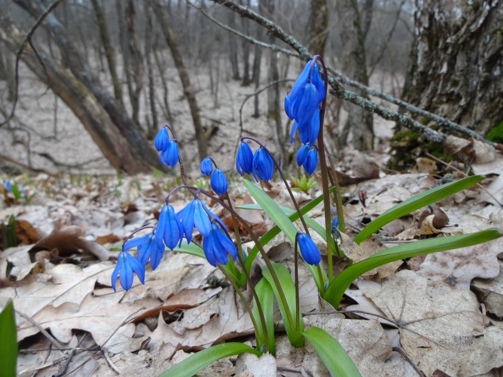 Image of Scilla siberica specimen.