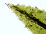 Atrichum undulatum