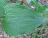 Epipactis helleborine