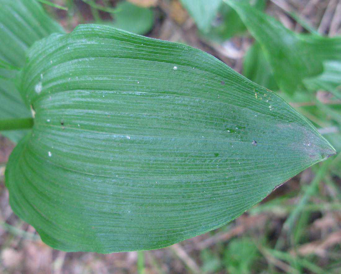 Image of Epipactis helleborine specimen.