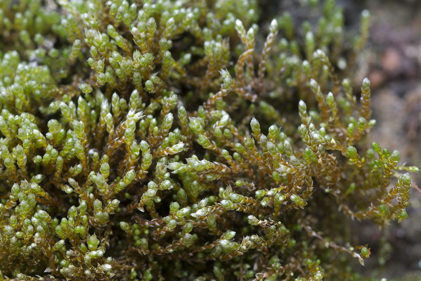 Изображение особи Bryum argenteum.