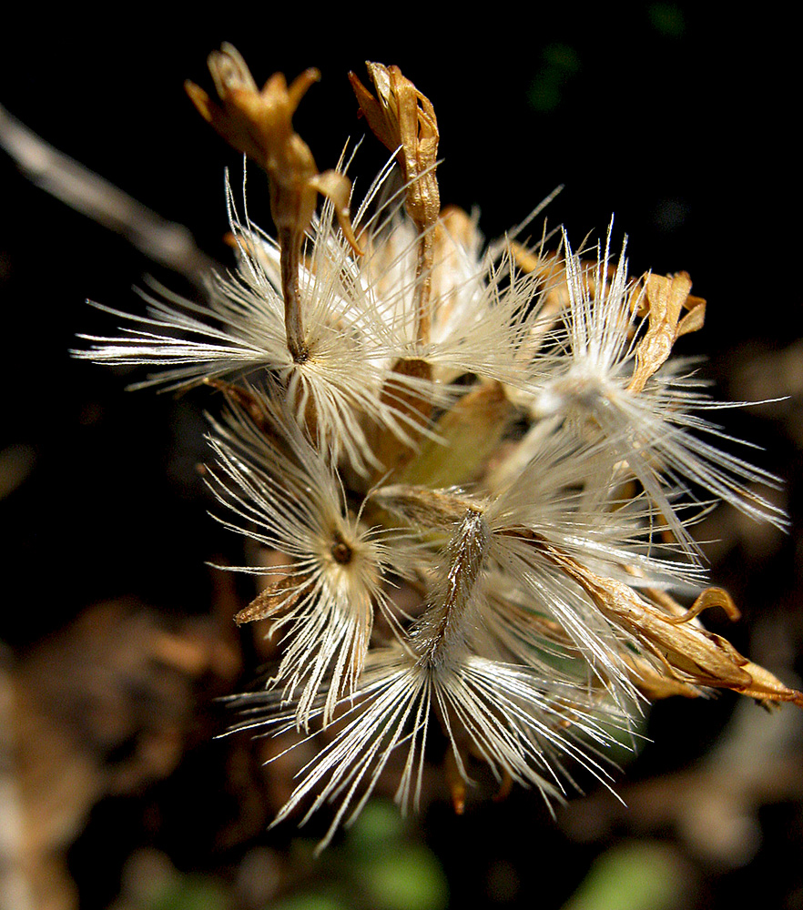 Image of Galatella linosyris specimen.