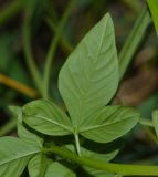 Cleome rutidosperma