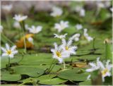 Nymphoides indica