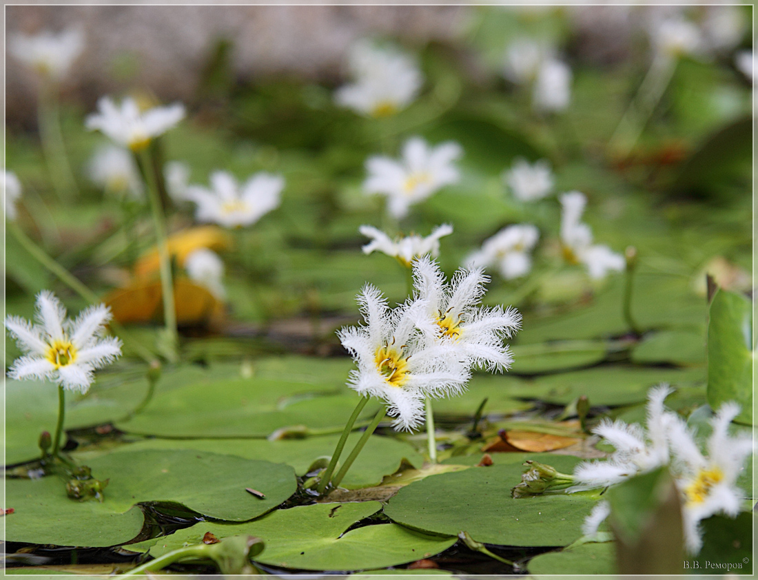 Изображение особи Nymphoides indica.