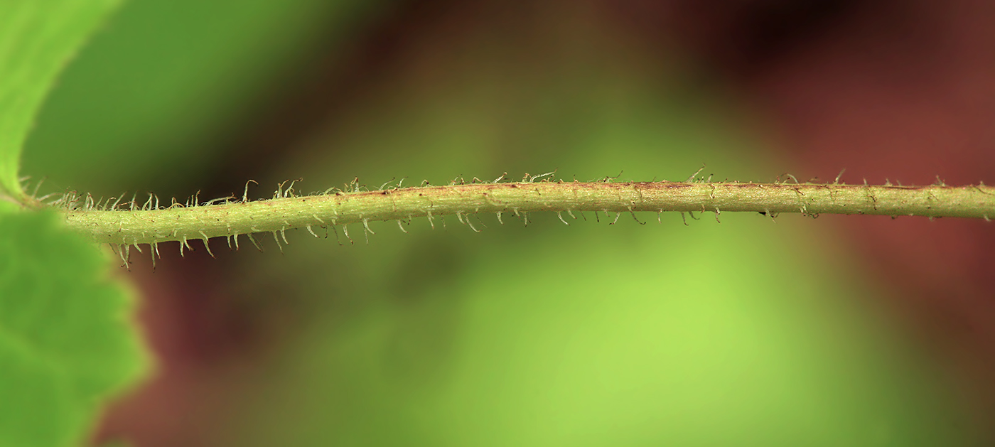 Image of Ribes sachalinense specimen.