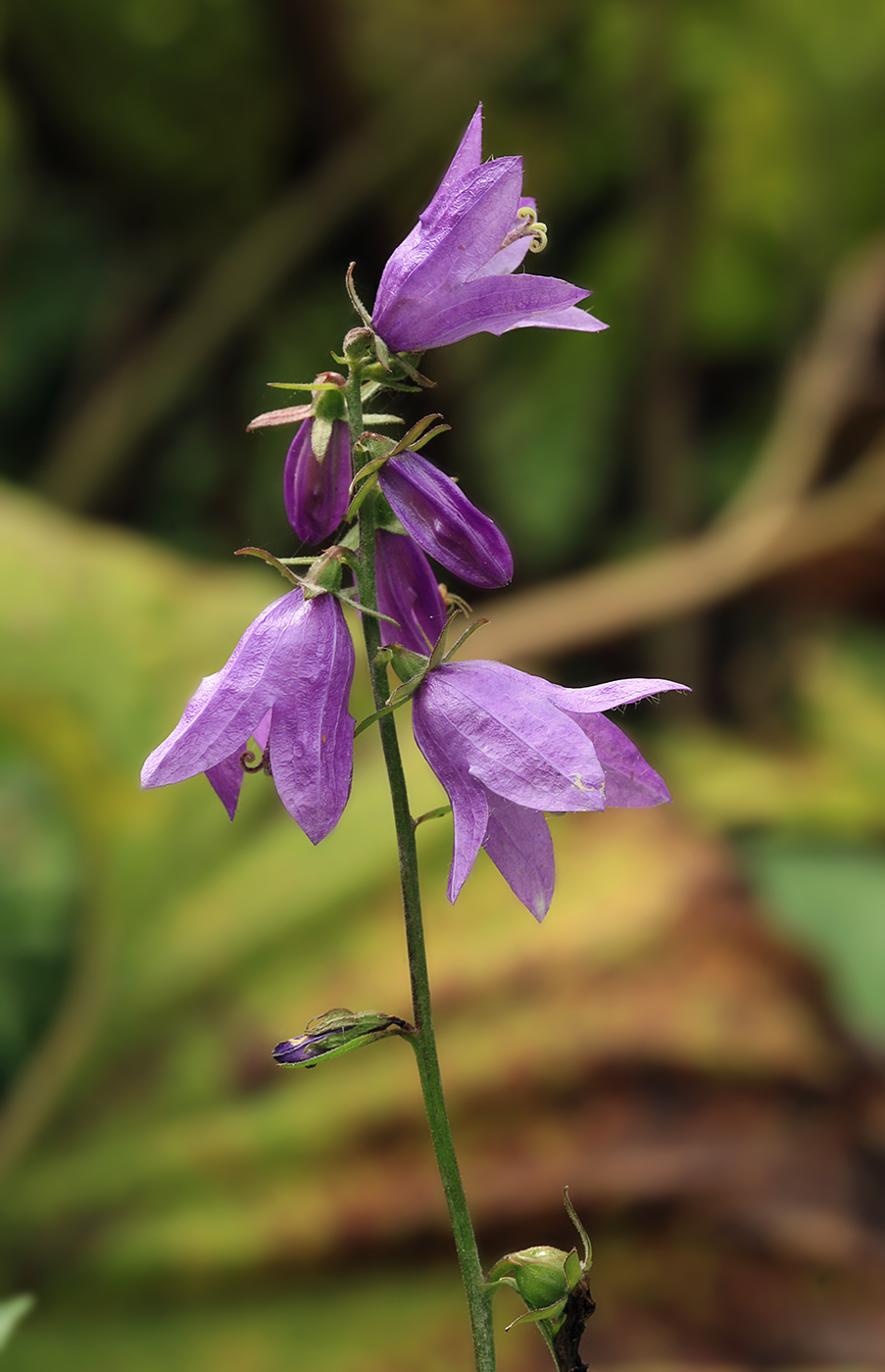 Изображение особи Campanula rapunculoides.