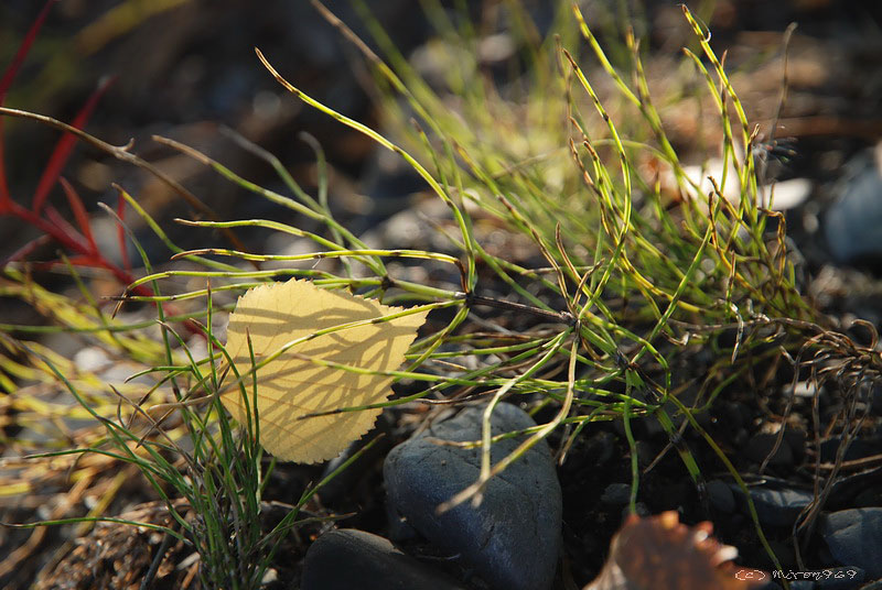 Image of Equisetum arvense specimen.