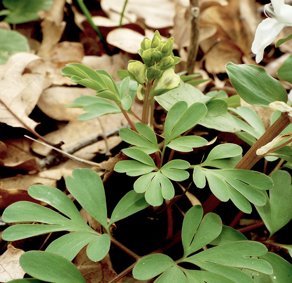 Image of Corydalis teberdensis specimen.