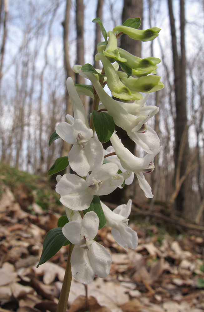 Изображение особи Corydalis teberdensis.