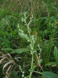 genus Atriplex