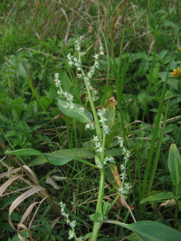 Image of genus Atriplex specimen.