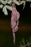Image of specimen