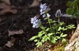 Corydalis ambigua