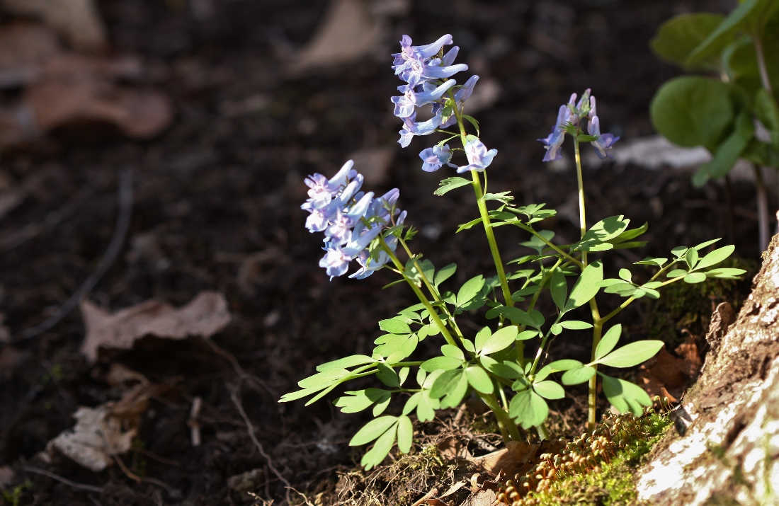 Image of Corydalis ambigua specimen.