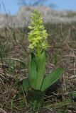 Orchis pallens