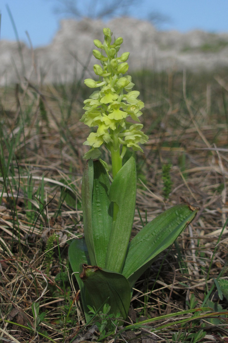 Изображение особи Orchis pallens.