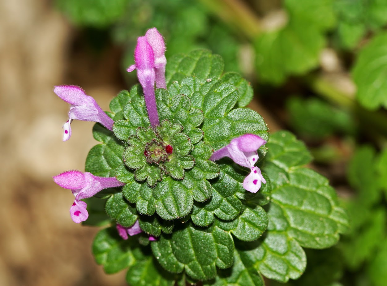 Image of Lamium amplexicaule specimen.