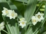 Polygonatum sewerzowii