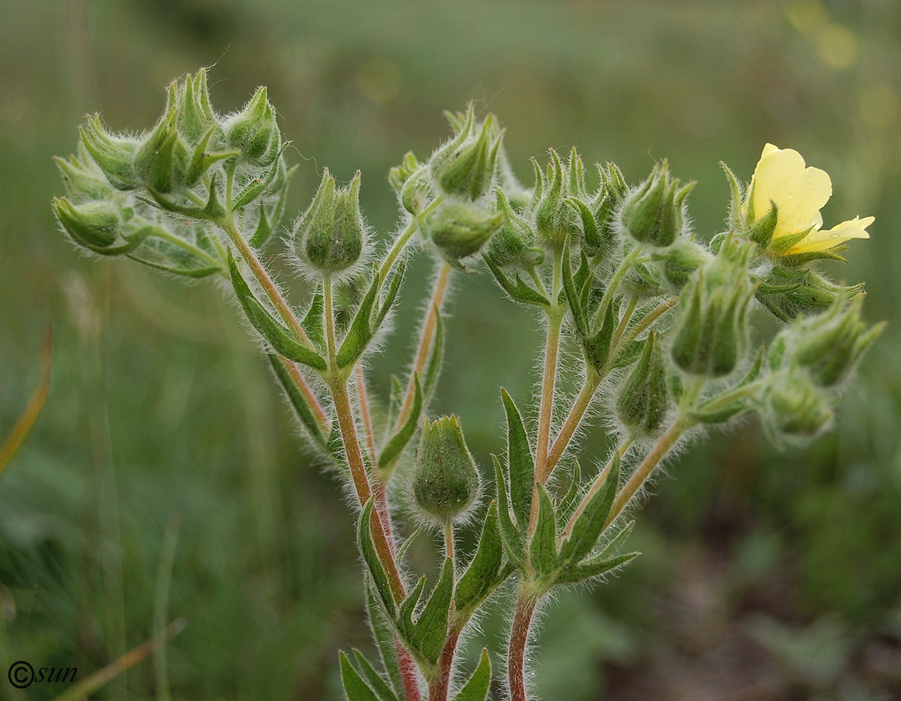 Изображение особи Potentilla recta ssp. pilosa.