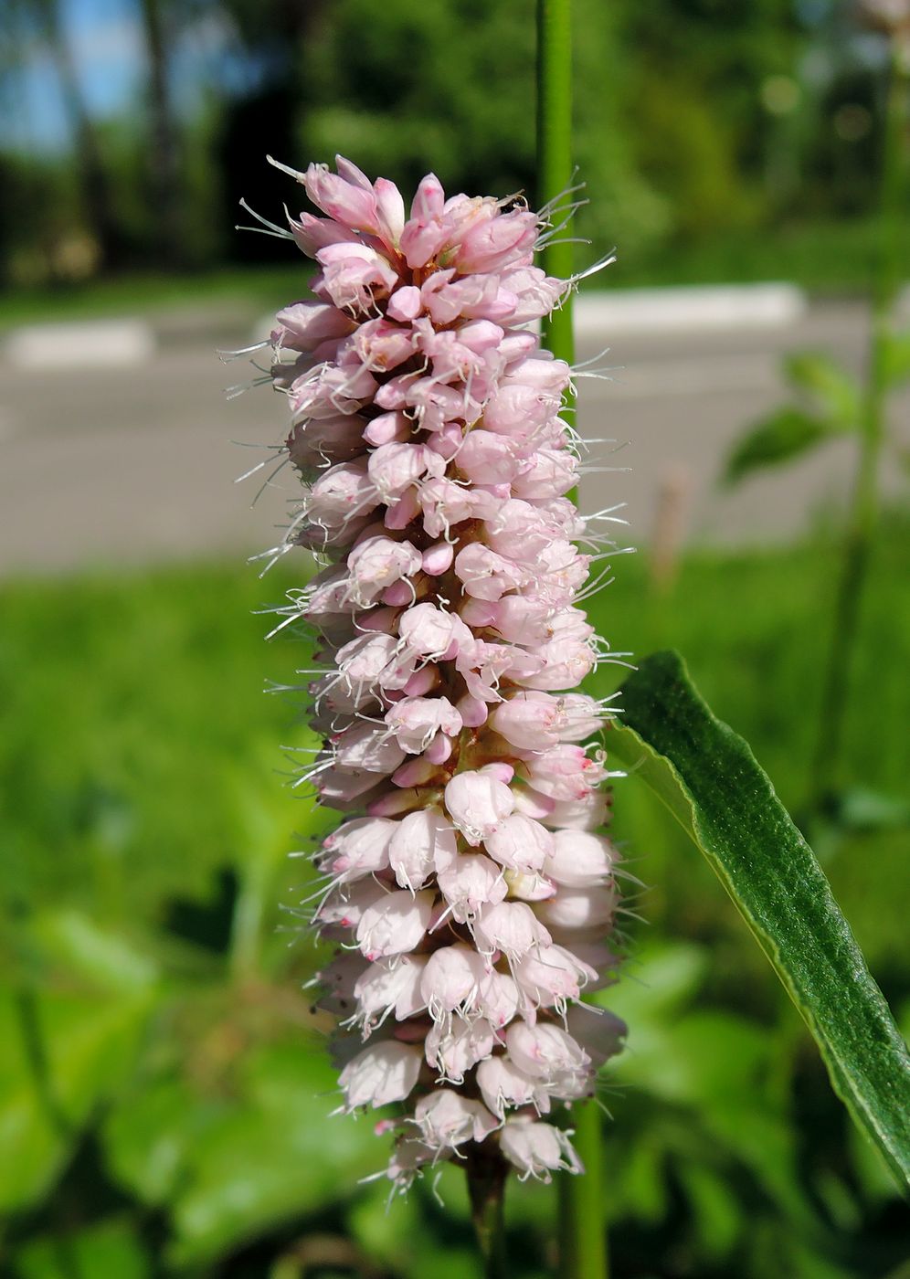 Image of Bistorta officinalis specimen.