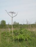 Heracleum sosnowskyi. Сухой стебель и молодые листья. Ярославская обл., Переславский р-н, с. Большая Брембола, луг у р. Ветлянка. 09.06.2017.