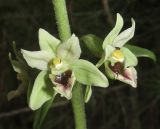 Epipactis condensata. Цветки. Краснодарский край, м/о город-курорт Геленджик, окр. мкр-на Голубая долина, сосновый лес. 10 июня 2017 г.