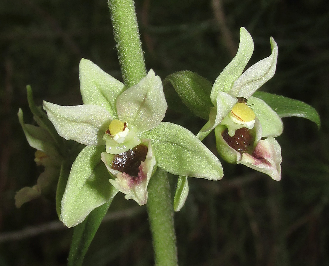 Image of Epipactis condensata specimen.